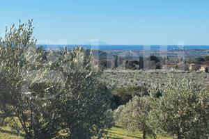 Terreno Agricolo Massa Marittima