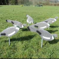 FLOCKED PIGEON HUNTING 6 pezzi - colombaccio