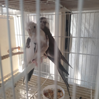 Pezzata Femmina calopisiti faccia bianca