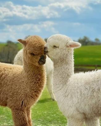Alpaca
