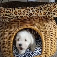 Bichon frisè