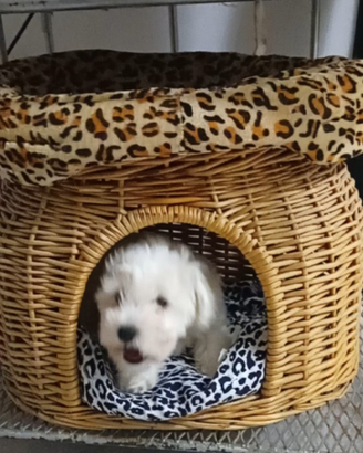 Bichon frisè