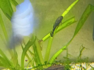 Pesci acquario ancistrus