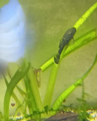 Pesci acquario ancistrus