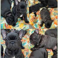 Disponibili cuccioli di Bouledogue francese