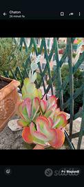 Pianta grassa Kalanchoe Thyrsiflora