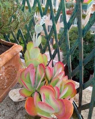 Pianta grassa Kalanchoe Thyrsiflora