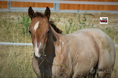 Puledro quarter prenotazione in pancia