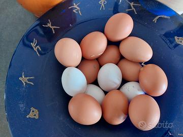 Galline ovaiole giovani 13 mesi