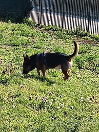 Operatore cinofilo e cat sitter