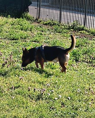 Operatore cinofilo e cat sitter