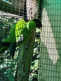 Conuro testa nera