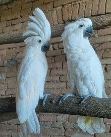 Cacatua Alba