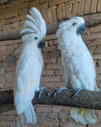 Cacatua Alba