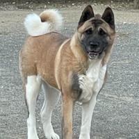 Akita americano