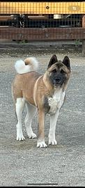 Akita americano