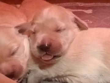 Golden retriever