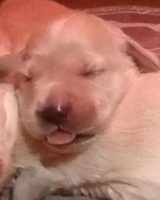 Golden retriever