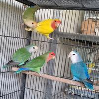 Pappagalli inseparabili