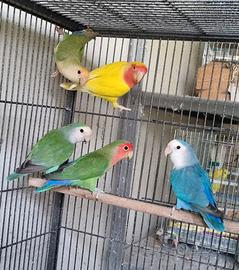 Pappagalli inseparabili