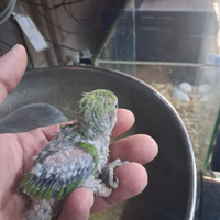 Pullo di inseparabile