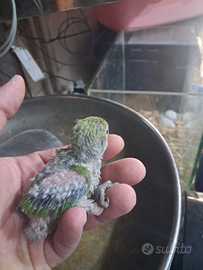 Pullo di inseparabile