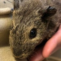 Cavia peruviana carrier skinny