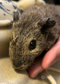 Cavia peruviana carrier skinny