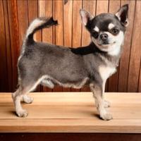 Stalloni Chihuahua con Pedigree ENCI per Monte
