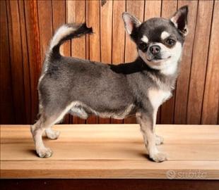 Stalloni Chihuahua con Pedigree ENCI per Monte