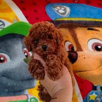 Barboncino mini toy red 2 femmine 1 maschio