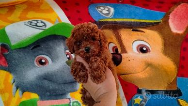 Barboncino mini toy red 2 femmine 1 maschio