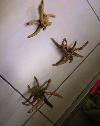 Decorazioni per acquario