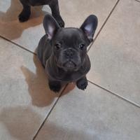 Bulldog francese total blue