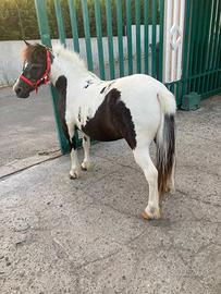 Pony
