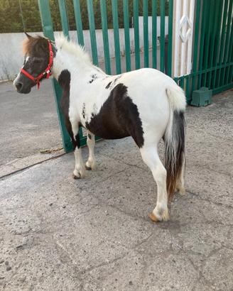 Pony