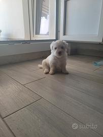 Cane Maltese