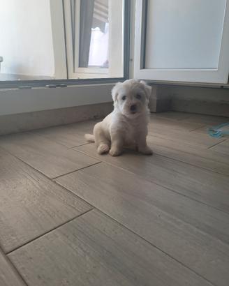 Cane Maltese