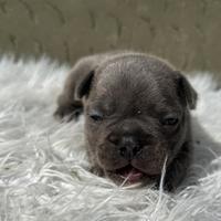 Bulldog francesi blu merle