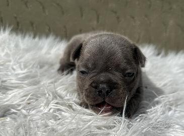 Bulldog francesi blu merle