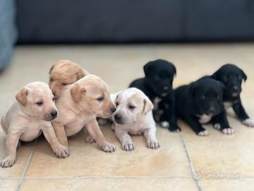 Cuccioli di 3 mesi