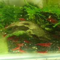 Neocaridina Red varietà sakura