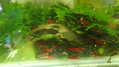 Neocaridina Red varietà sakura