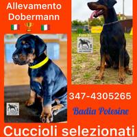Dobermann Cuccioli Selezionati