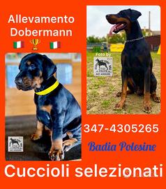 Dobermann Cuccioli Selezionati