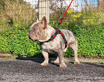 Stallone Monta Bulldog Francese LilacMerle carr.bs