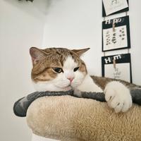 Scottish Straight per monta