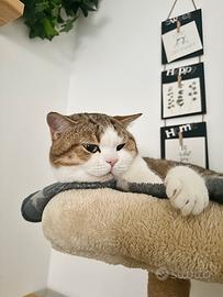 Scottish Straight per monta