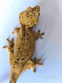 Geco crestato ciliatus