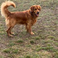 Golden retriver dorato per monta